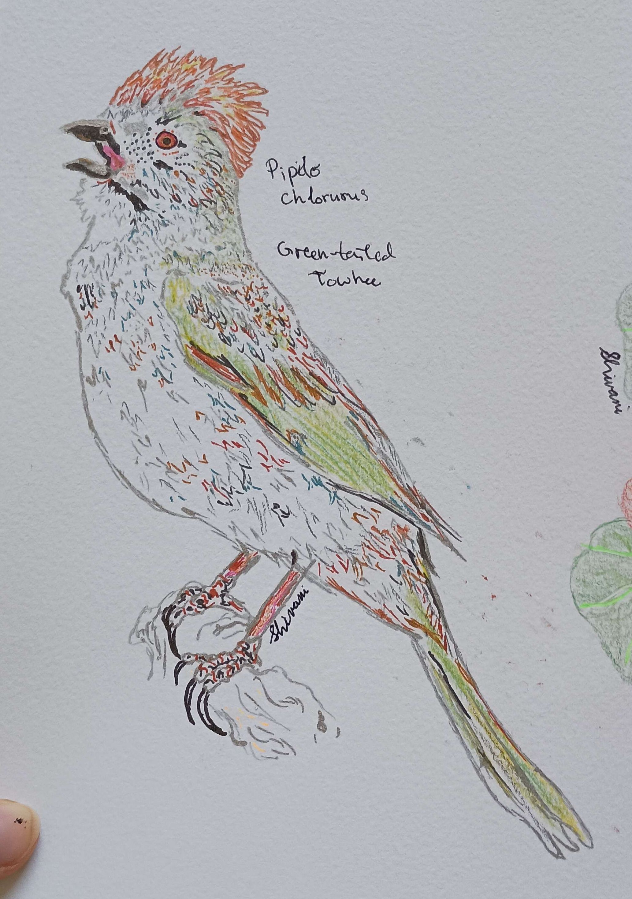 Green-Tailed Towhee-Pen, Colored Pencil